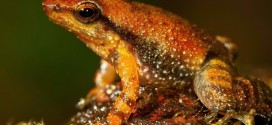 India : 14 new species of frog nicknamed 'dancing' frogs