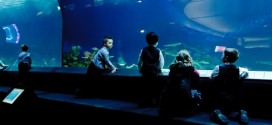 Jane Goodall urges Vancouver Aquarium to end cetacean captivity, Report