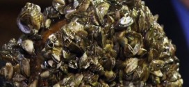 Manitoba : Zebra mussel treatment starts next week