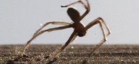 Morocco : 6.6 Feet Jumps by a Spider to Escape its Predators