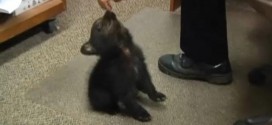 Myrtle Creek : Adorable bear cub charms police in Oregon