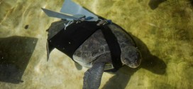 Prosthetic fin helps injured turtle