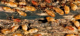 Researchers decipher first termite genome