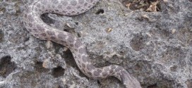 Researchers discover lost species of nightsnake in Mexico