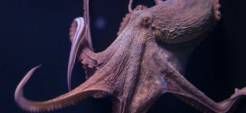 Researchers solve mystery of why octopuses do not tie themselves up in knots