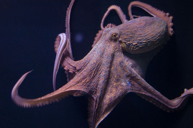 Researchers solve mystery of why octopuses do not tie themselves up in ...