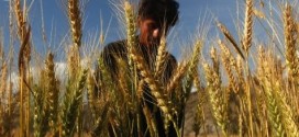 Rising CO2 'will influence' grain nutrition, study finds