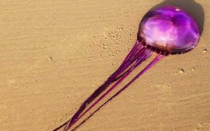 Sci-fi jellyfish spurs new species theory