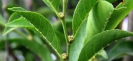 Scientists discover nickel-eating plant species