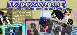 Six lost pets died in back of Langley dog walker's truck, searchers say