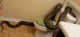 Snake in bathroom : Giant python takes a bath