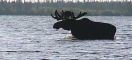 Two women in moose attack