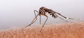 US : Florida reports three imported Chikungunya cases