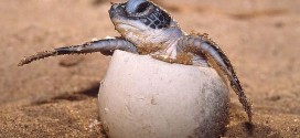 Warmer climate to suit female sea turtles, Study