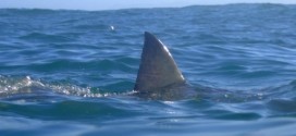 Woman Bitten By Shark Off Melbourne Beach