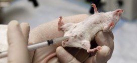 Young mouse blood may be the key to the fountain of youth, Report