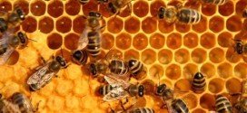 Pesticides Likely Responsible for Honey Bee Decline, study shows