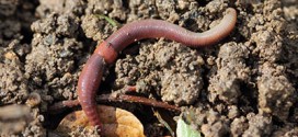 Alberta researchers track invasive earthworms