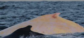 Australia: Experts fear skin cancer for rare white whale