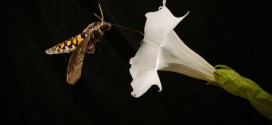 Different smells can prevent insects from pollinating, Study