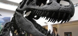 Dinosaurs Combined Warm and Cold Blood, New Study