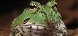 Frog Tongues Lift 1.4 Times Body Weight, Study