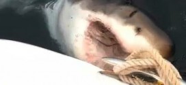 'Great White' Shark Leaves Boat Owner Stunned