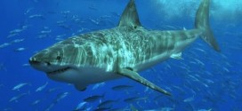 Great white sharks are surging in number, Report