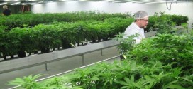 Health Canada : New Rules Will Force Pot Producers To Turn Over Patient Info