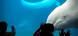 British Columbians Split on Whales in Captivity