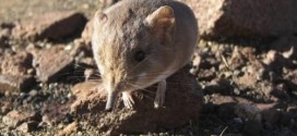 Researchers discover mouse species with elephant genes