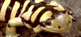 Salamanders give clues to how we might regrow human limbs, study finds