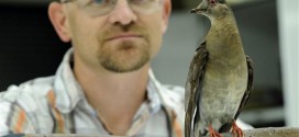 Scientists to Raise Extinct Passenger Pigeon from the Dead
