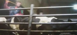 Secret video captures animal abuse in Chilliwack