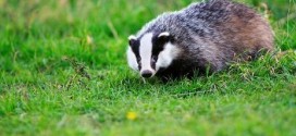 UK : Charities launch fresh badger cull court challenge