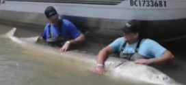 US man catch giant sturgeon on the Fraser River