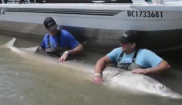 Us Man Catch Giant Sturgeon On The Fraser River - Canada Journal - News 