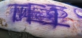 Whale tagged with graffiti in NJ died of virus, official says