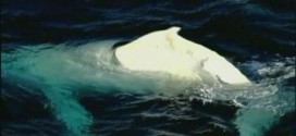 White humpback whale swims the seas