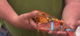 Yellow lobster: Fisherman's incredibly rare catch