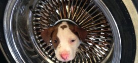 Firefighters free wayward puppy from car wheel