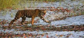 Tiger snatches man off fishing boat in India