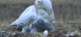 Arctic Snowy Owl Nesting Cam