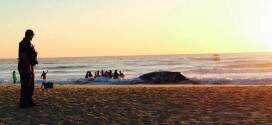 Australia : Rescuers free beached whale