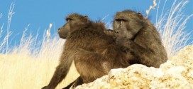 Baboons groom more powerful mates for favours, Study
