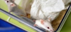 Baby mice produced from frozen testicle tissue, New Study