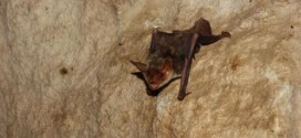 Bats use polarized light to navigate, Study Finds