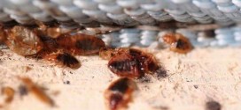 Bed bug infestations on the rise in Toronto