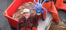 Blue King Crab : Rare blue-coloured crab discovered in Alaska