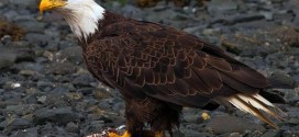 California : Bald Eagles Spotted After More Than 50 Years